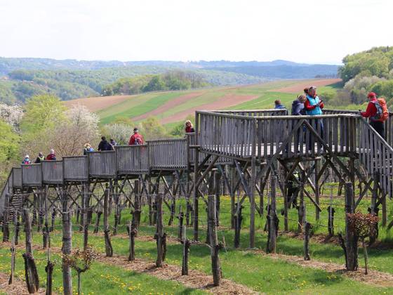 Weinweg der Sinne in St. Anna am Aigen