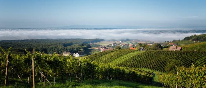 Klöcher Weinberge