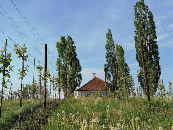 Traumhafte Weinlandschaft_(c)Domittner